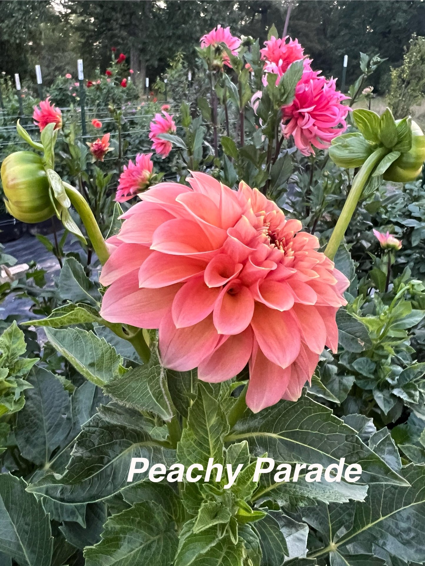 Peachy Parade