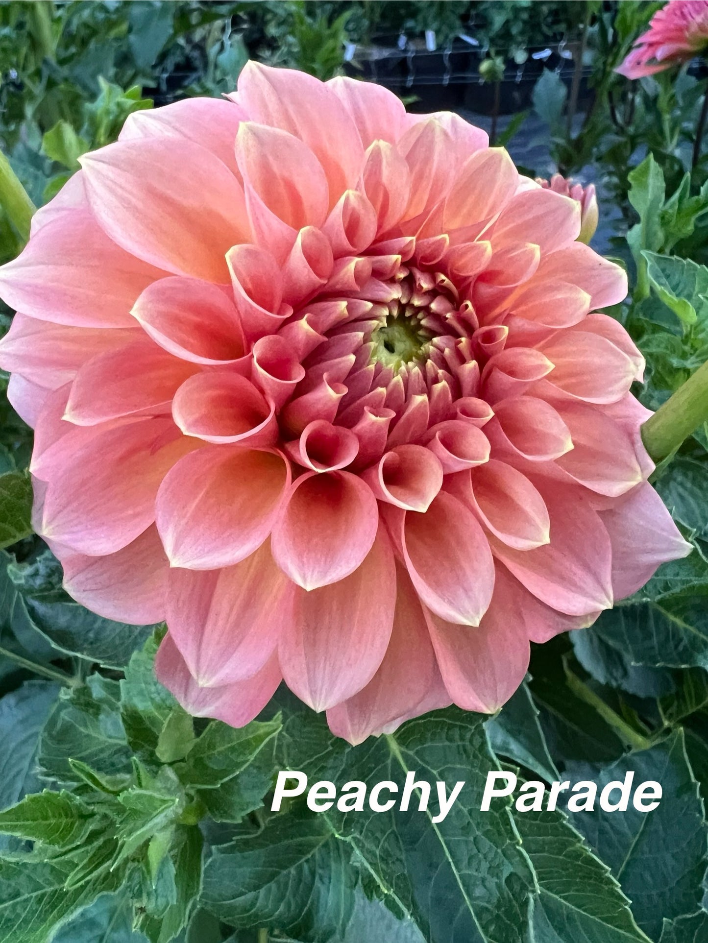 Peachy Parade
