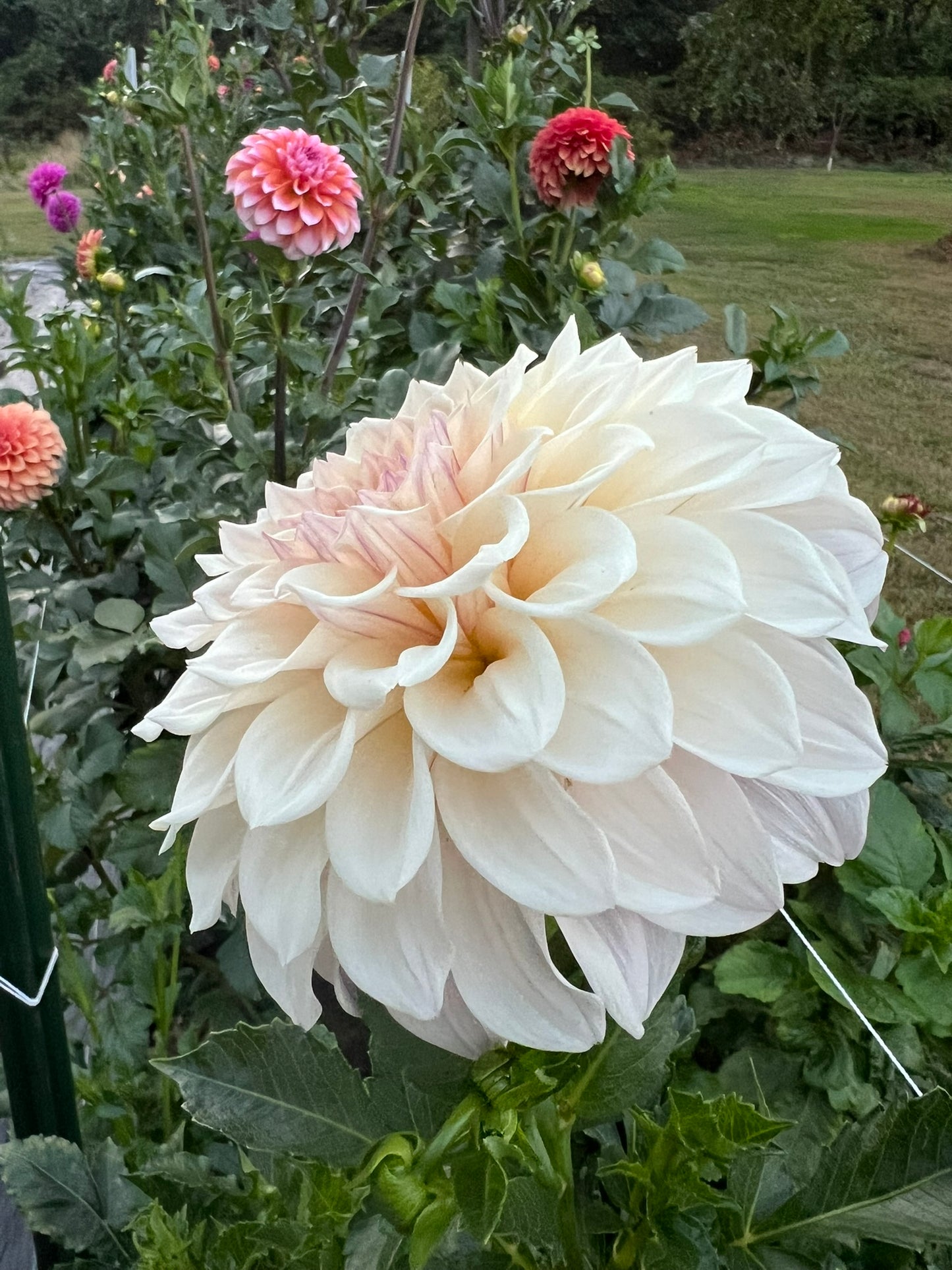 KA Pearl