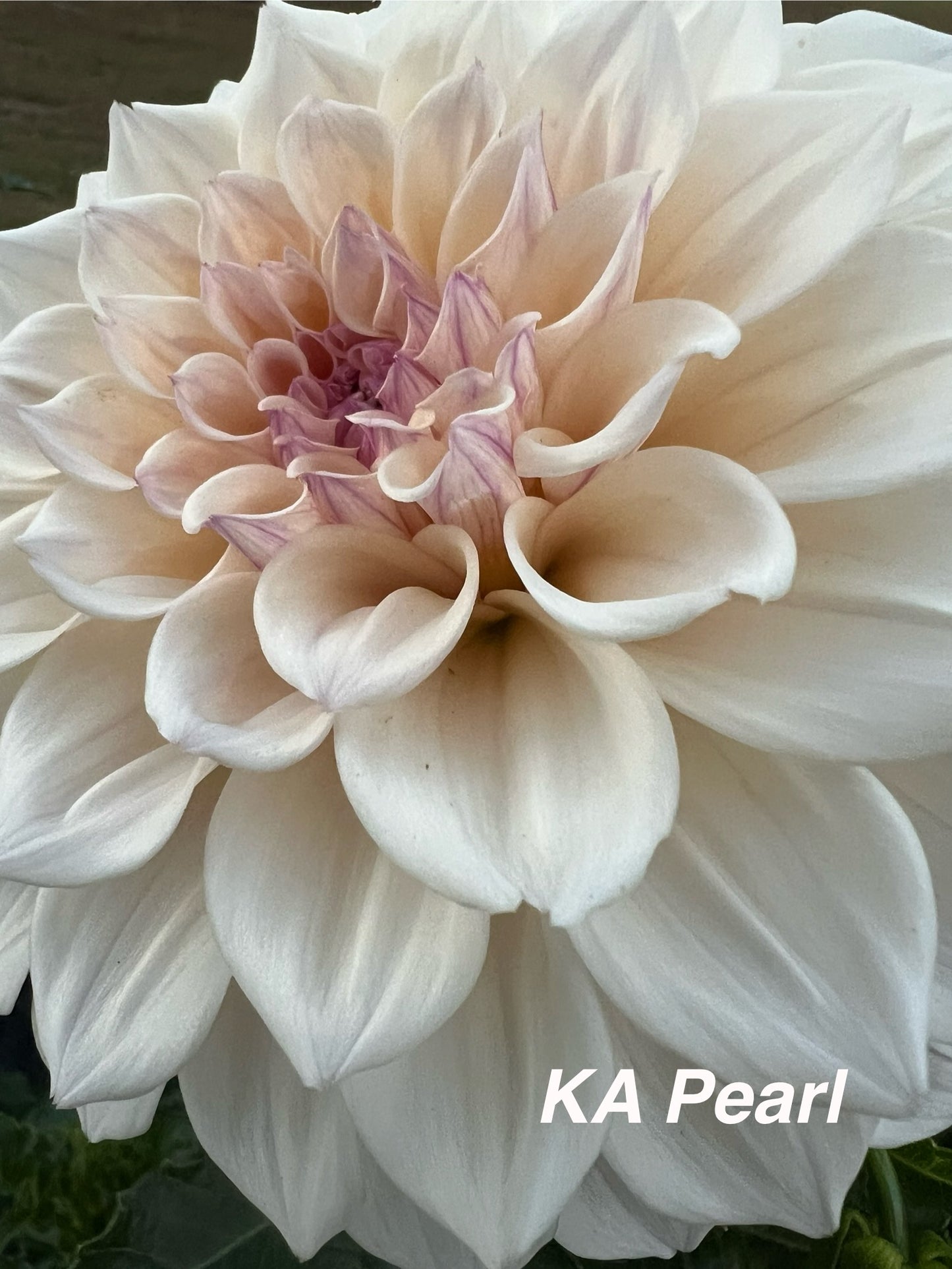 KA Pearl