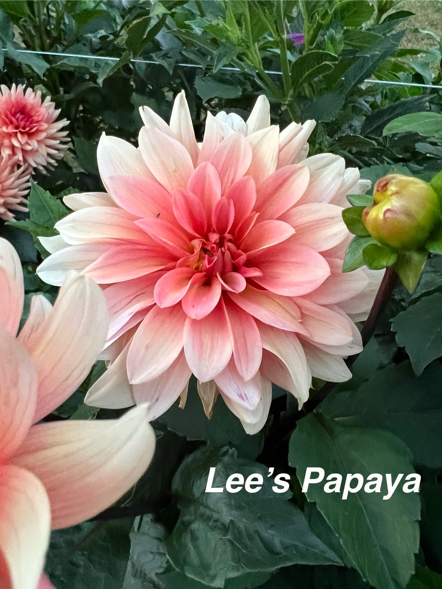 Lee's Papaya