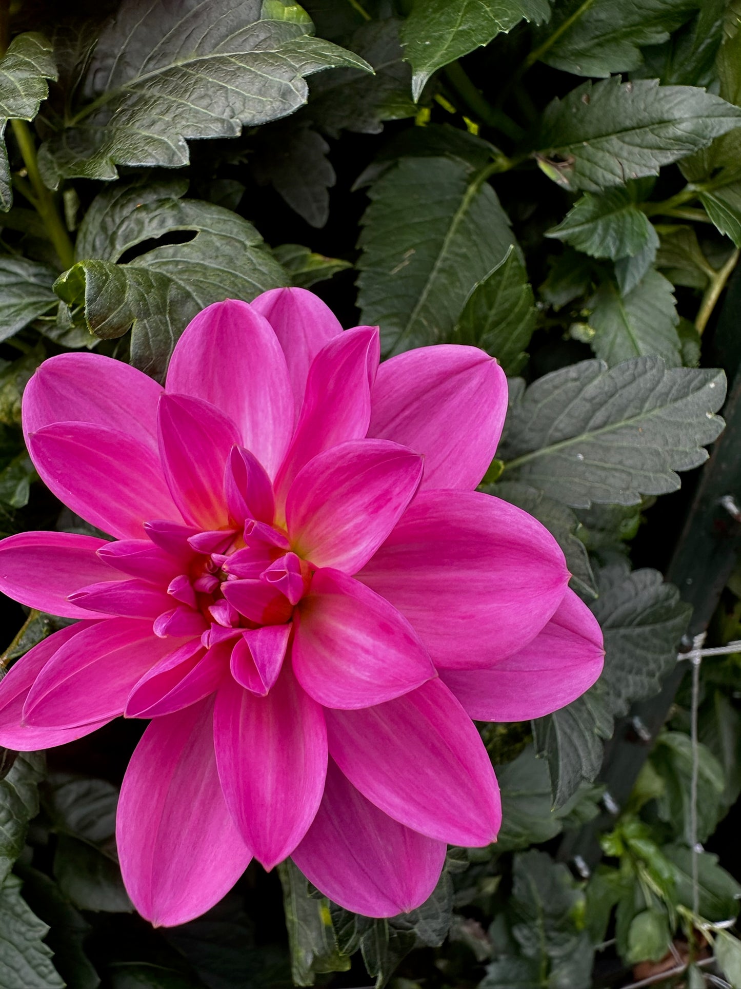 Pink Onesta