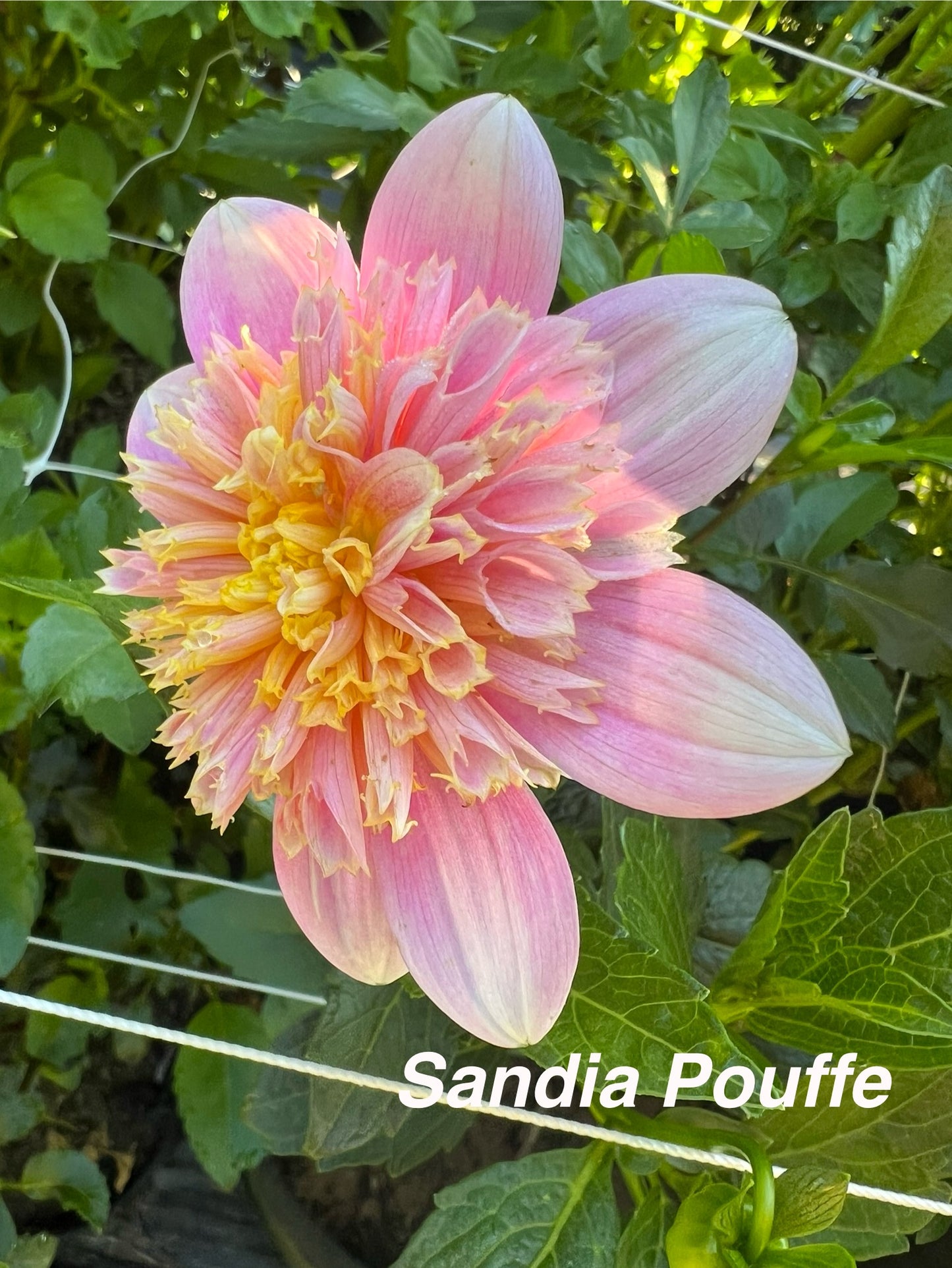 Sandia Pouffe