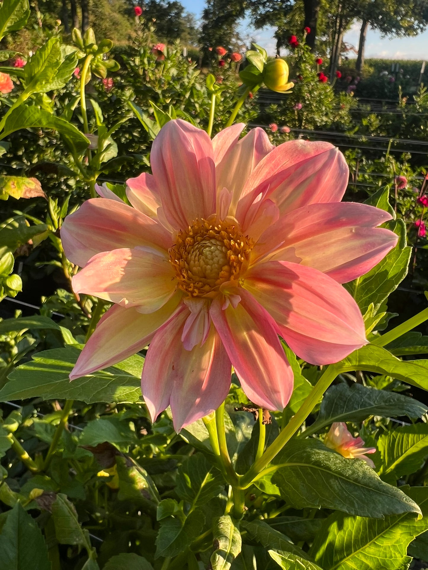 Apple Blossom