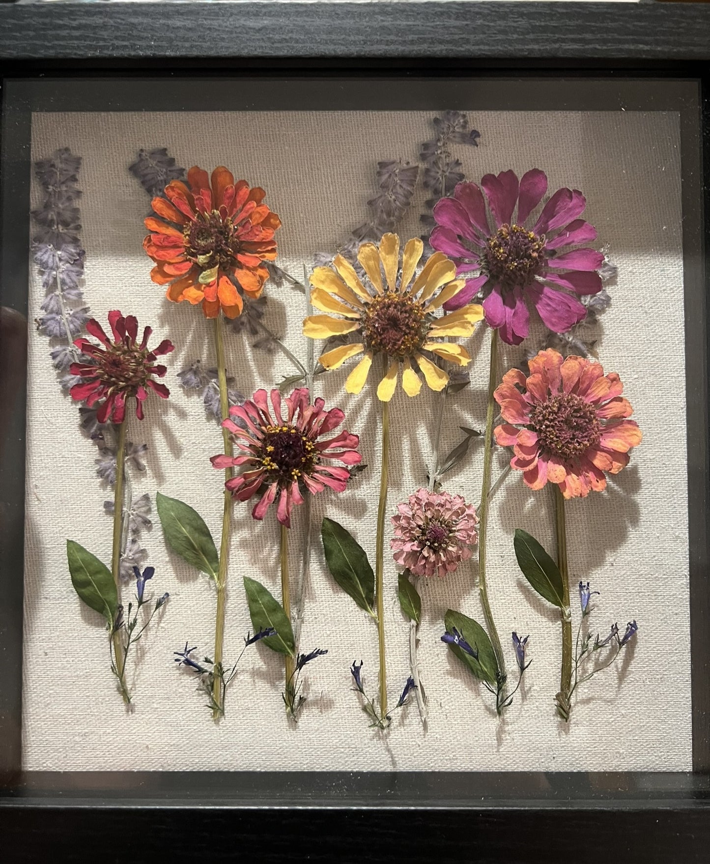 Zinnias Shadow Box