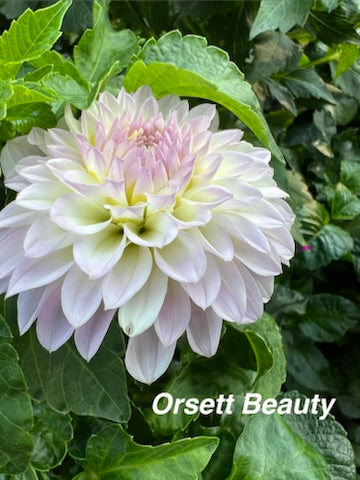 Orsett Beauty