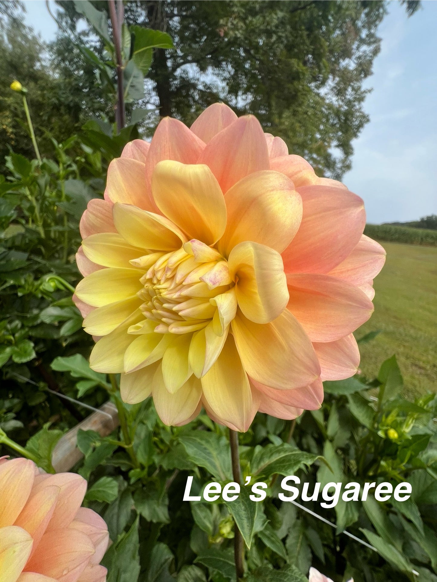 Lee's Sugaree