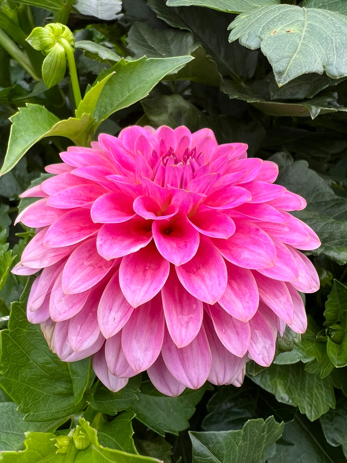 Pink Sylvia