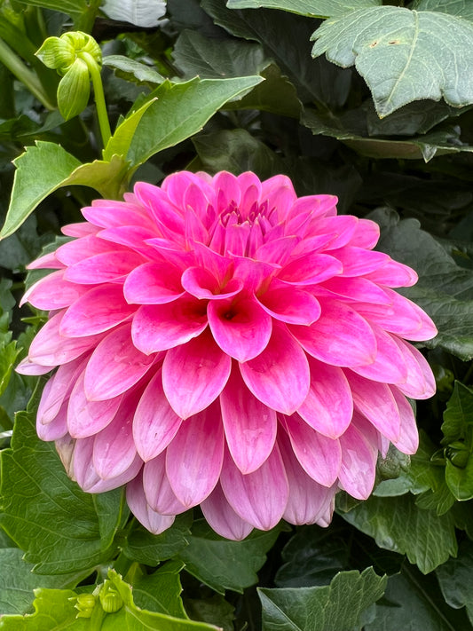 Pink Sylvia
