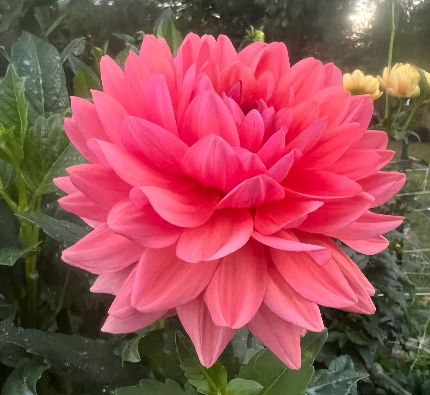Dutch Pearl
