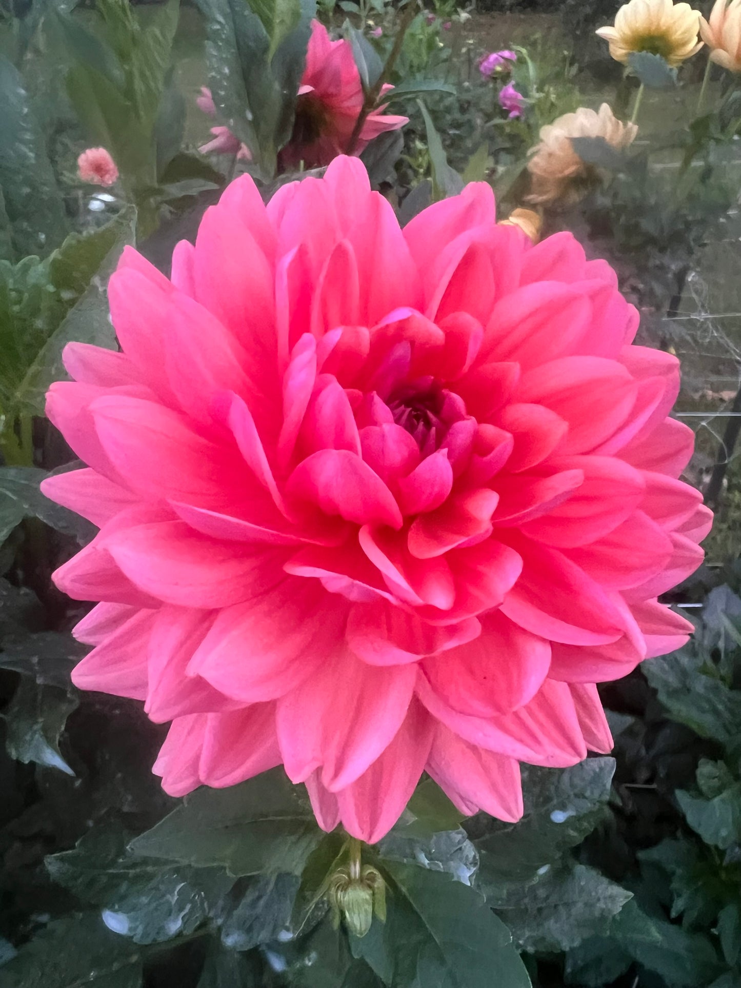 Dutch Pearl