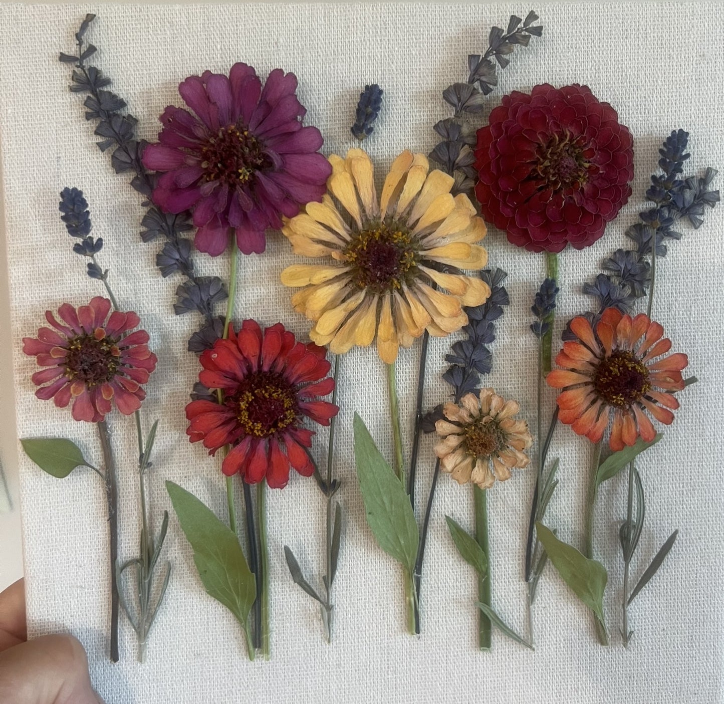 Zinnias Shadow Box