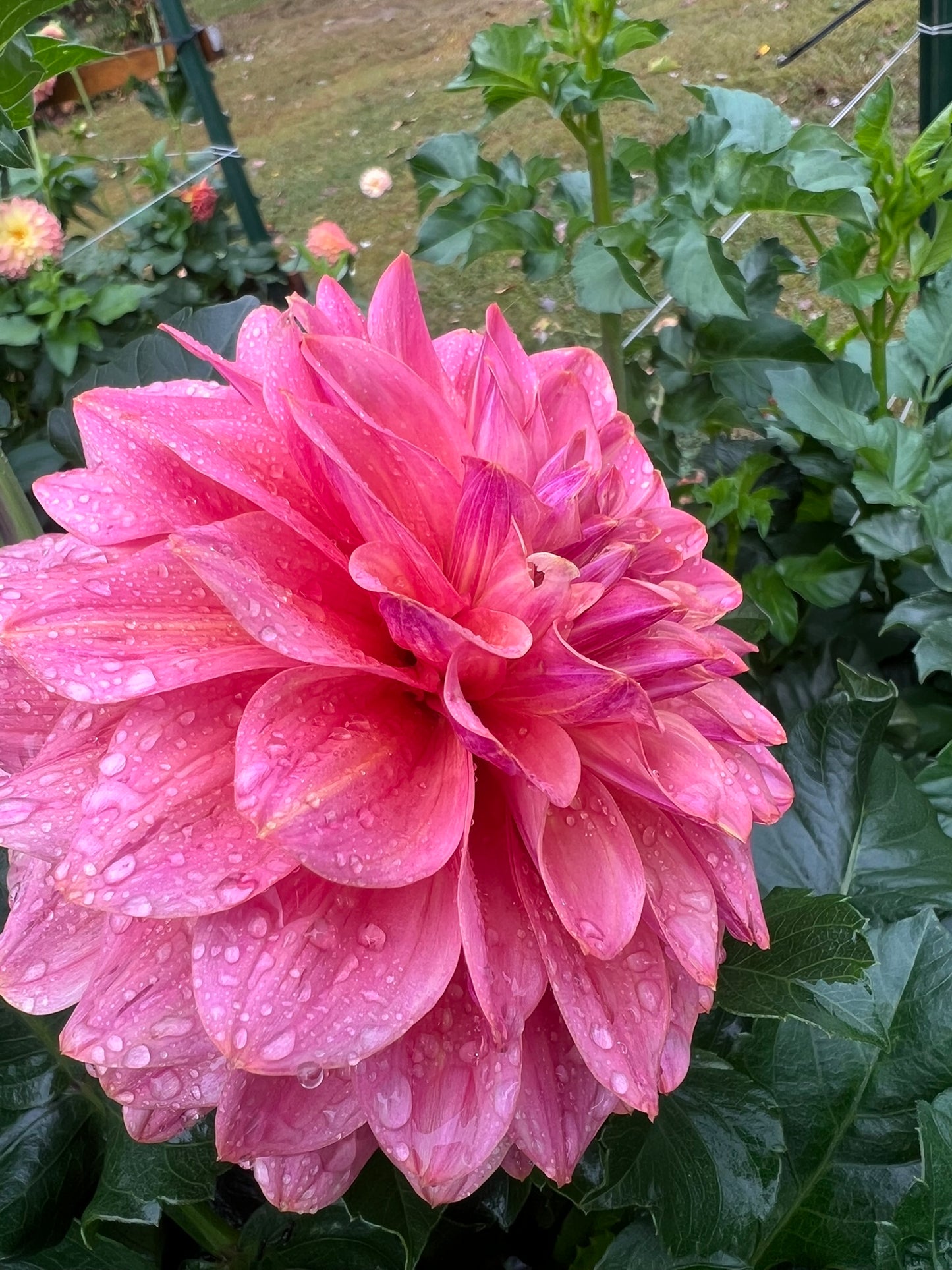 Bloomquist Azalea