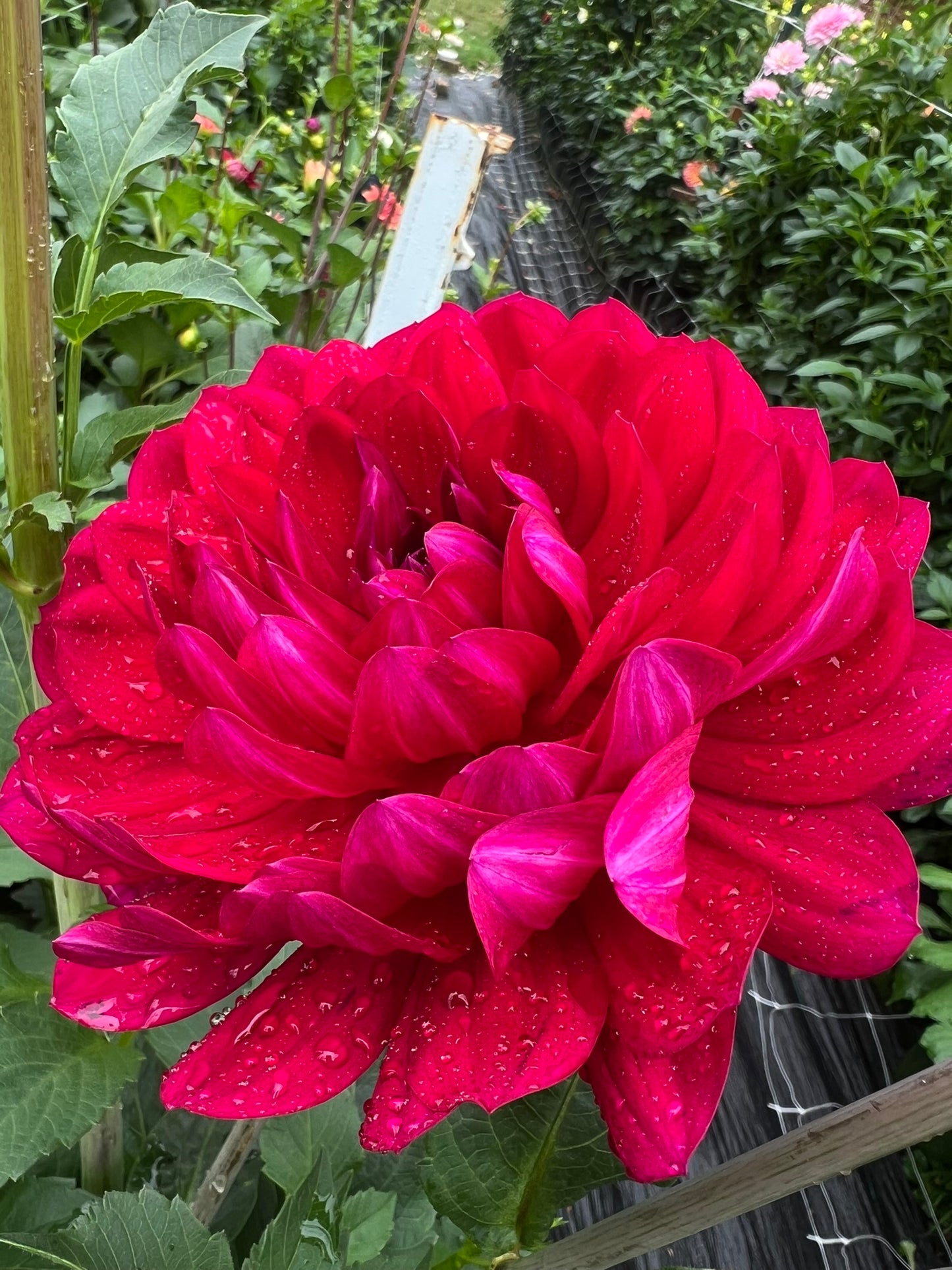Sandia Bertha