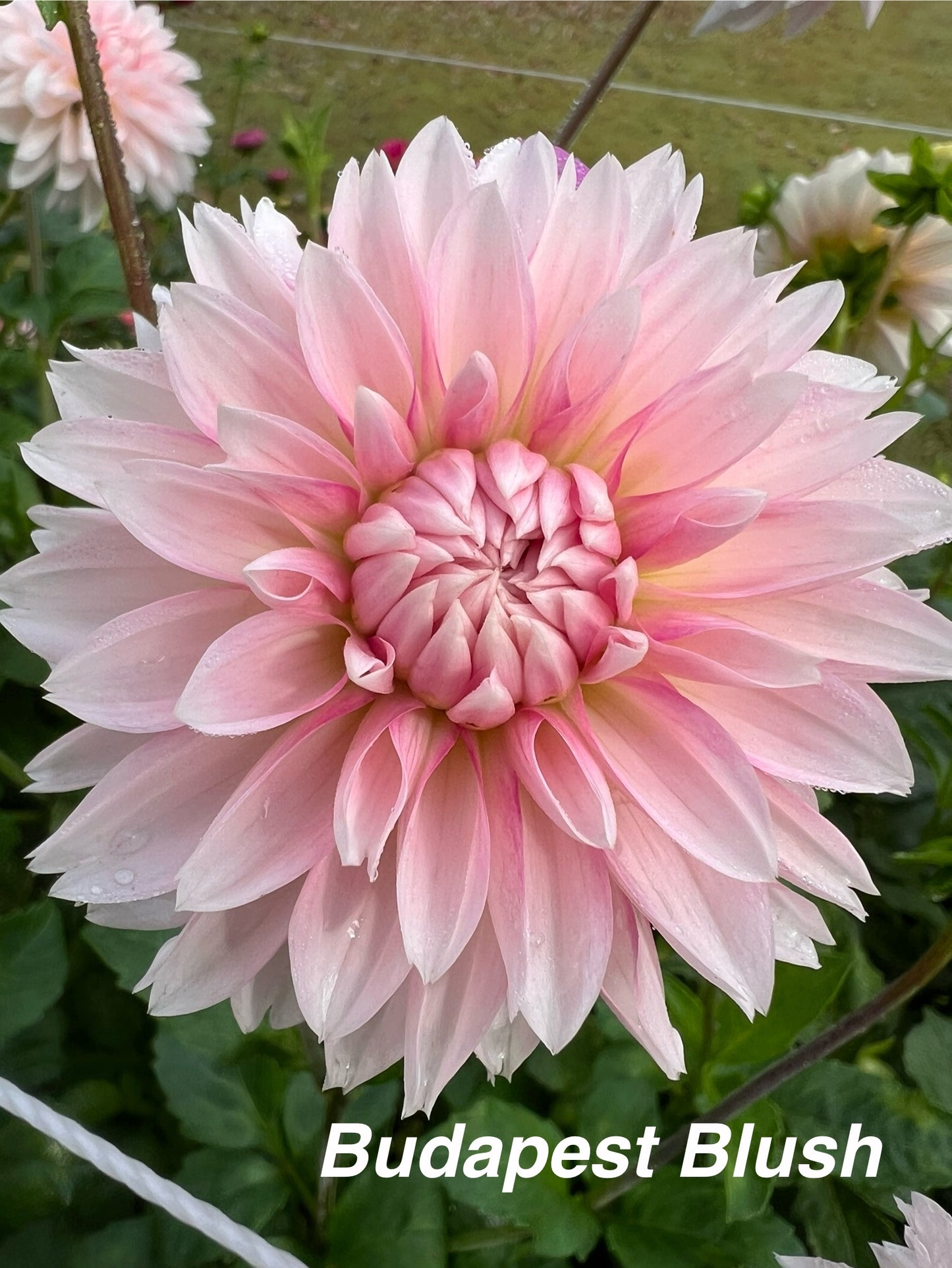 Budapest Blush