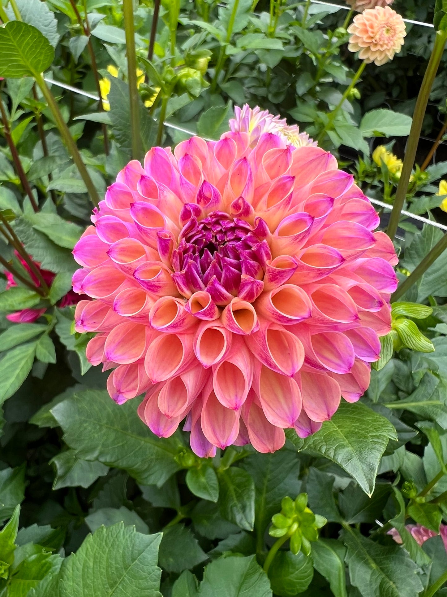 Hamari Rose