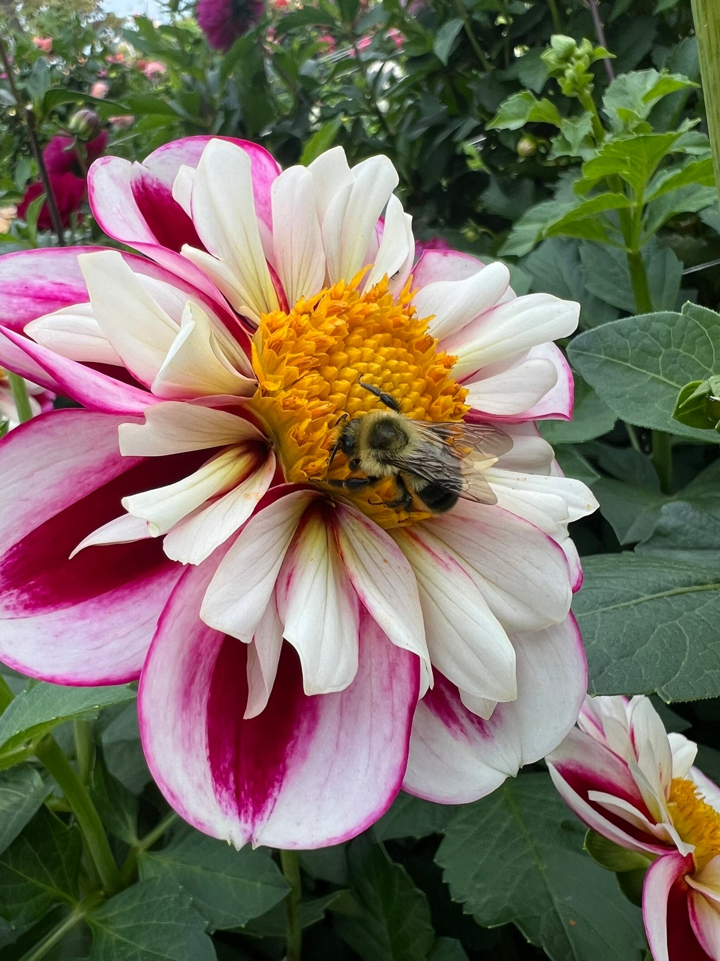 Bumble Rumble