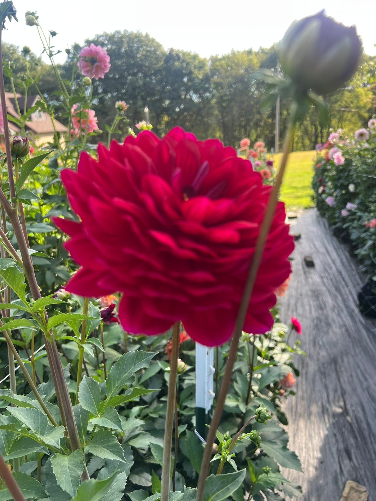 Sandia Bertha