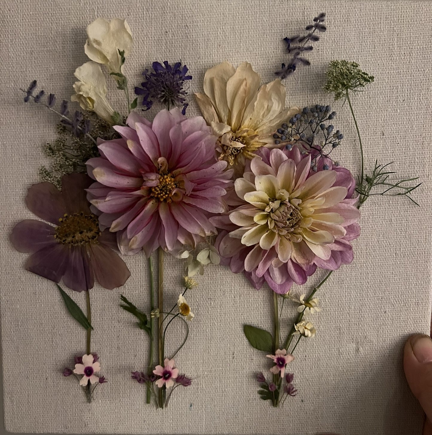 Dahlias Shadow Box