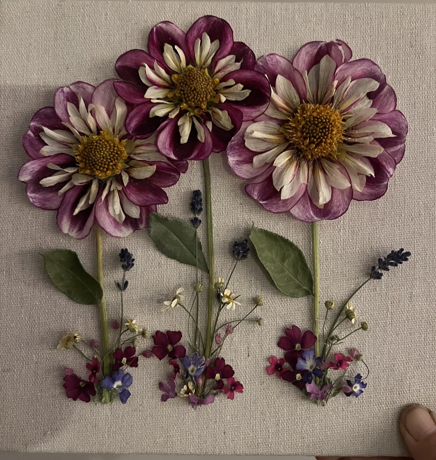 Dahlias Shadow Box