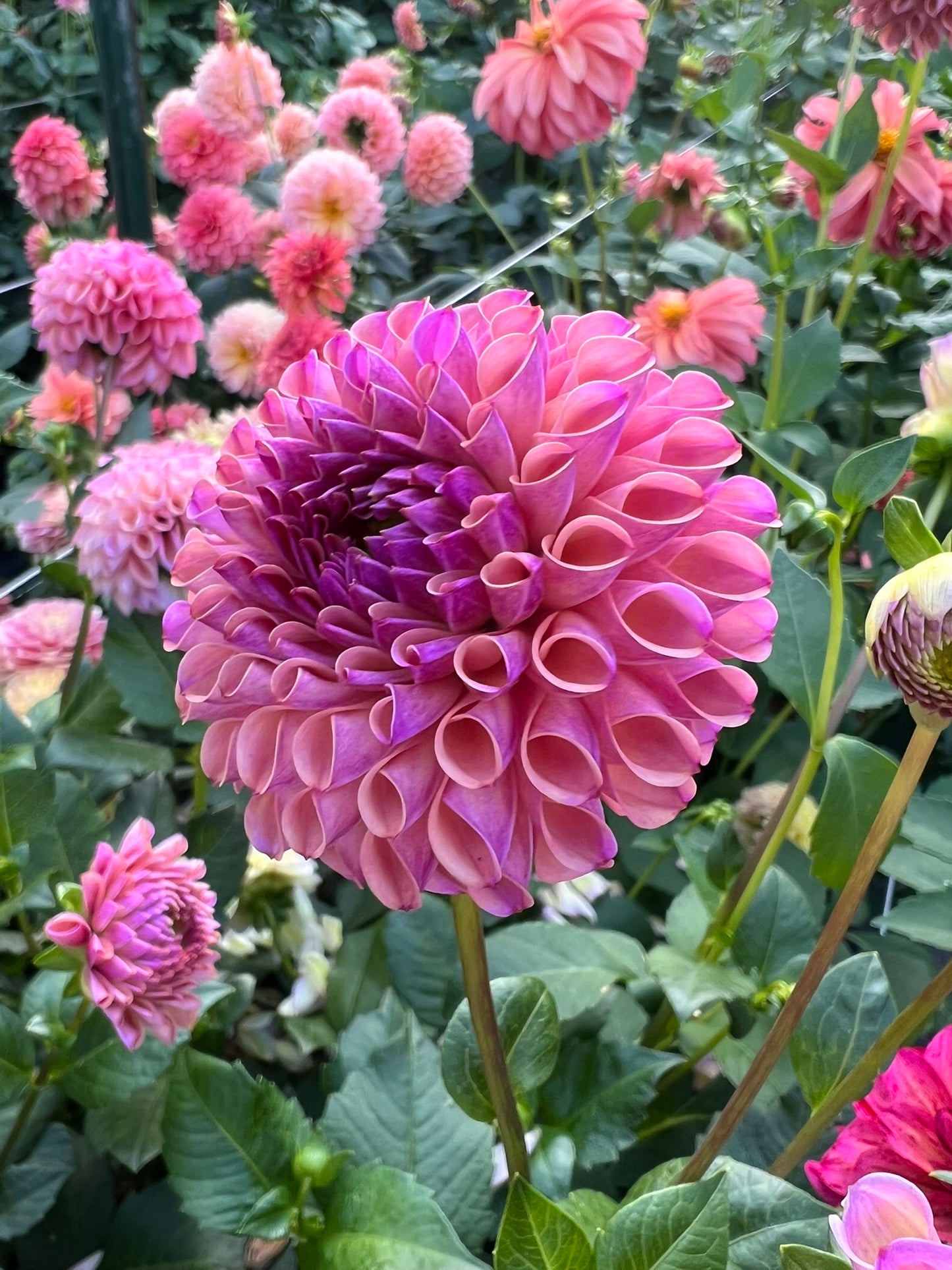 Hamari Rose