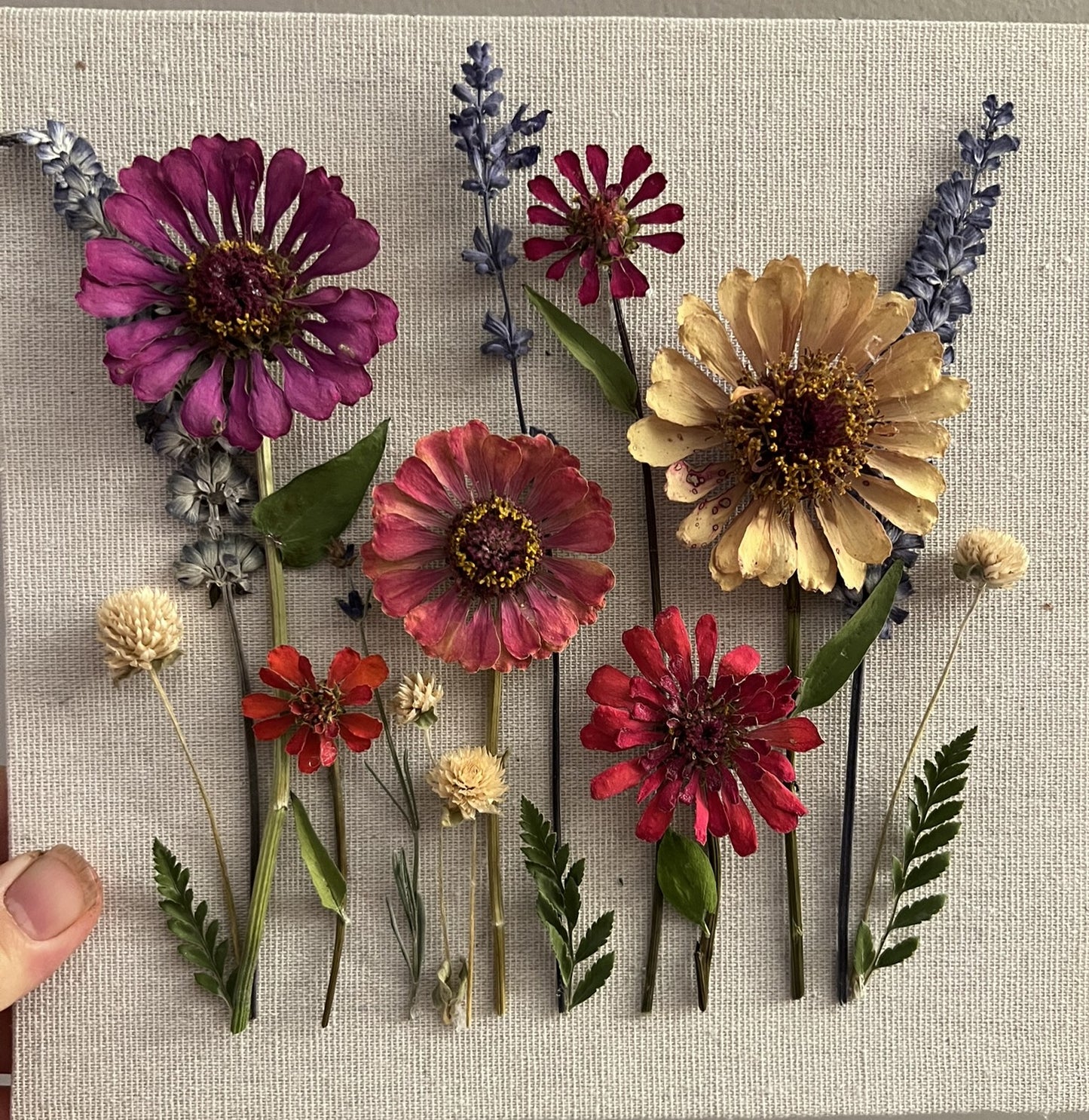 Zinnias Shadow Box