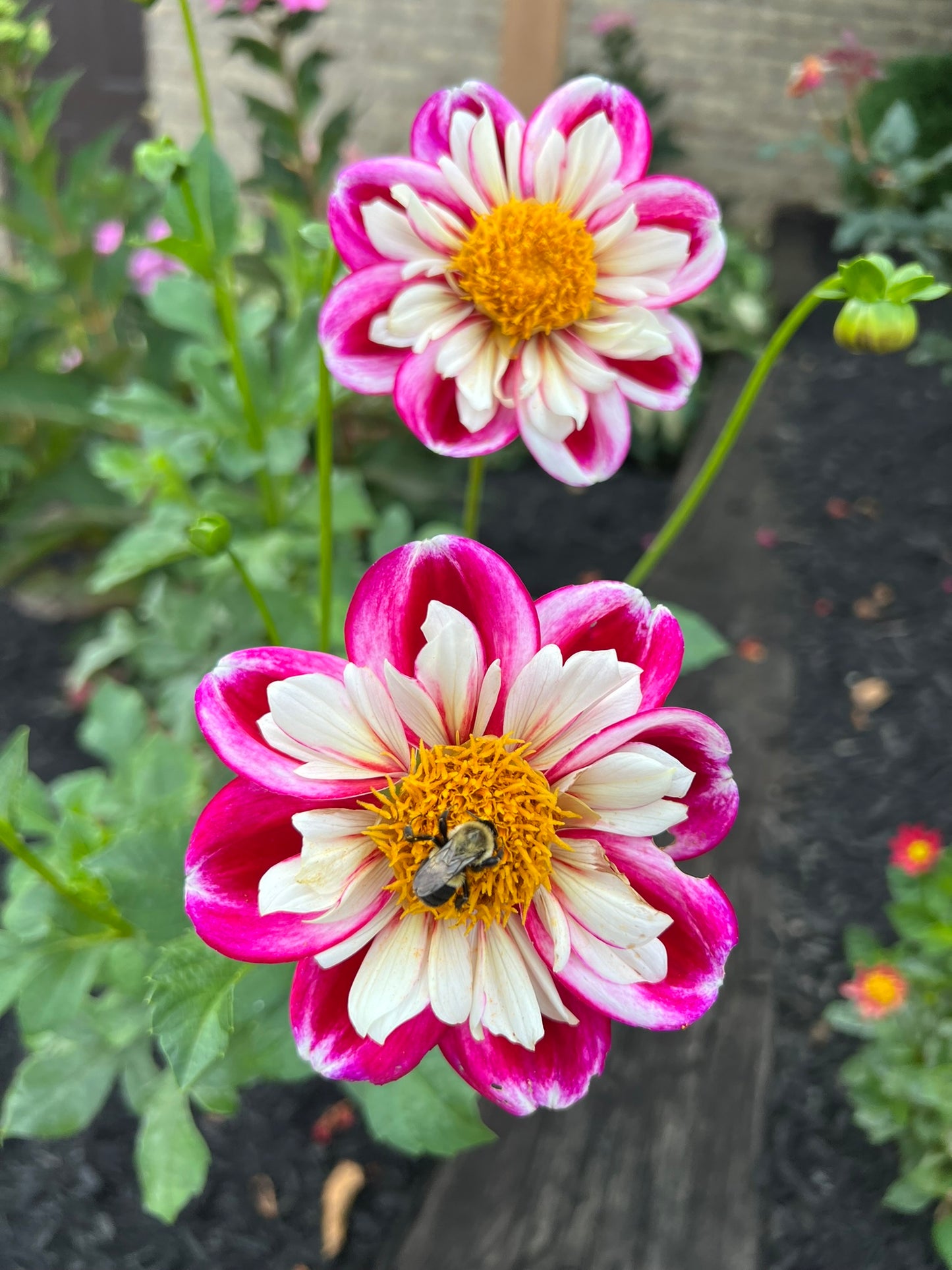 Bumble Rumble