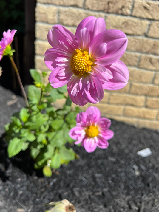 Rosy Wings