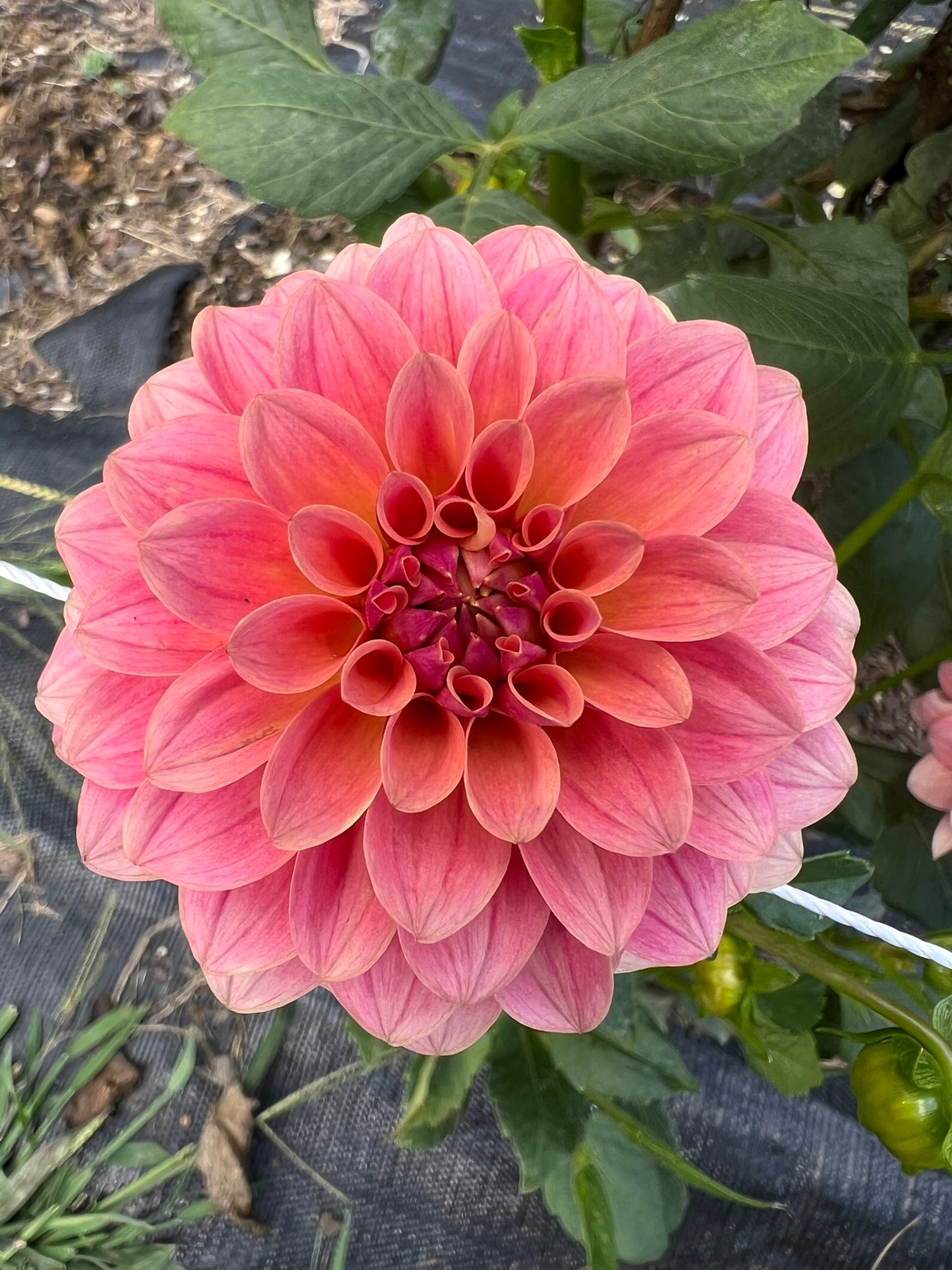 KA's Boho Peach