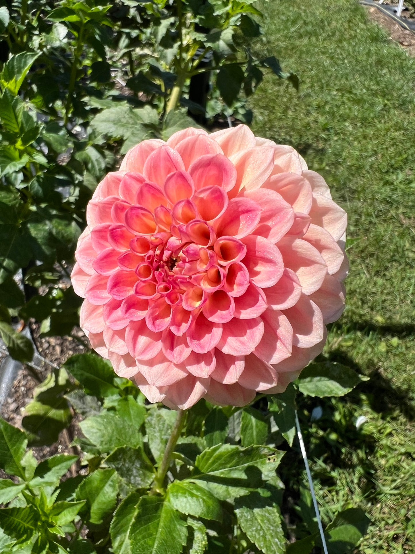 Snoho Doris