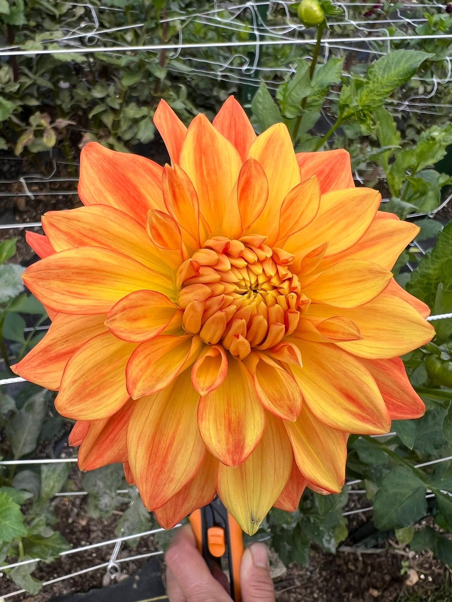 Neon Splendor