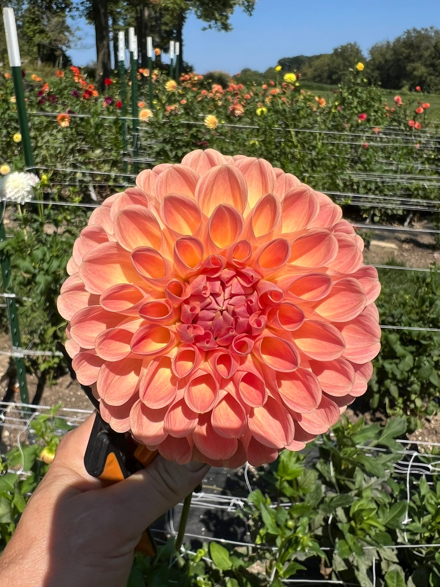 Clearview Peachy