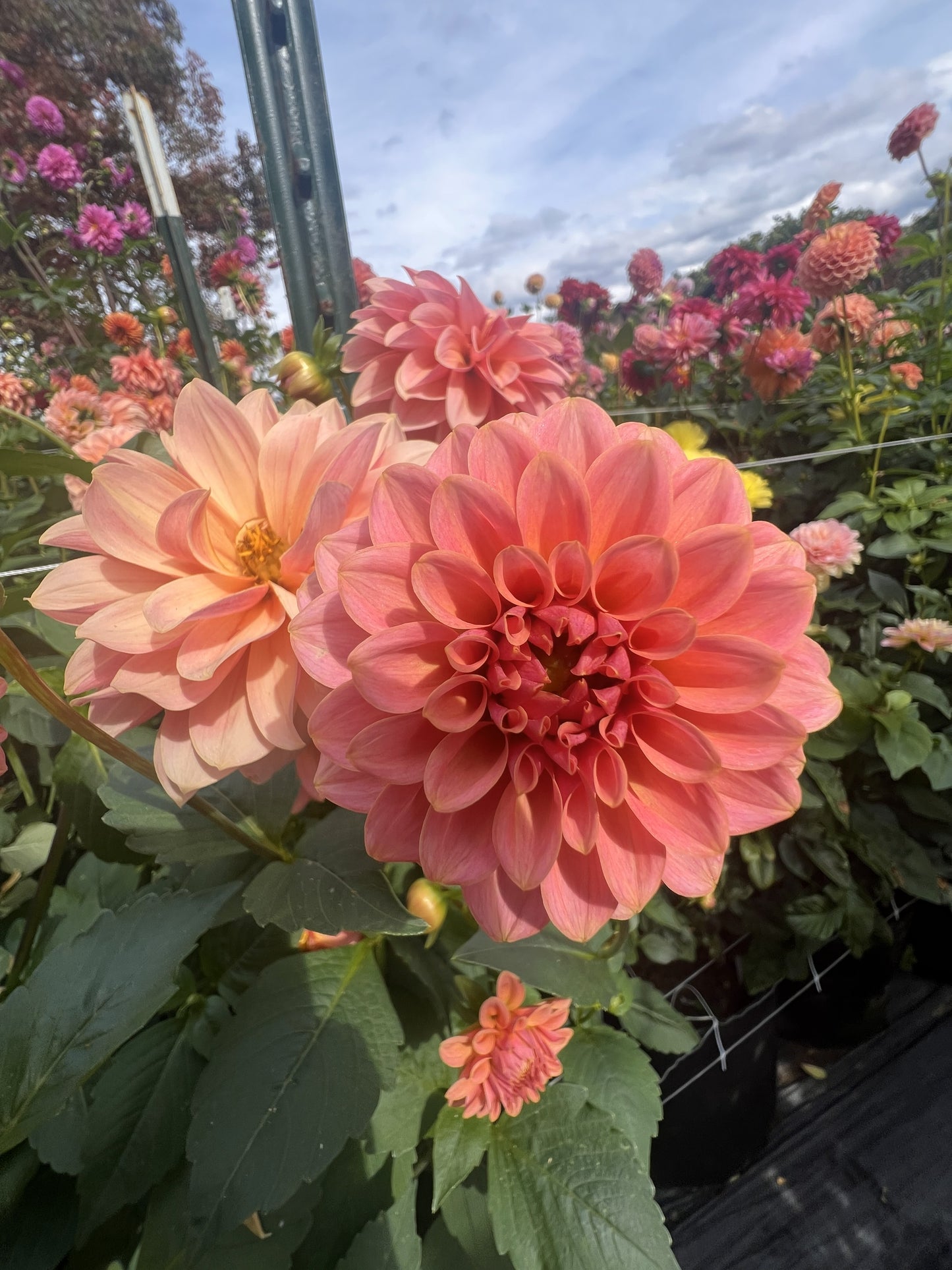 KA's Boho Peach