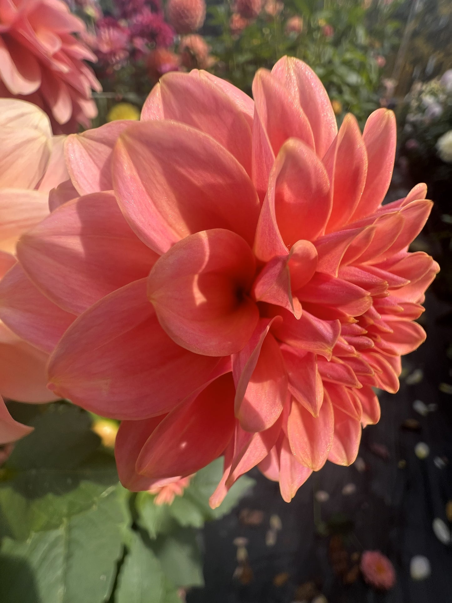 KA's Boho Peach
