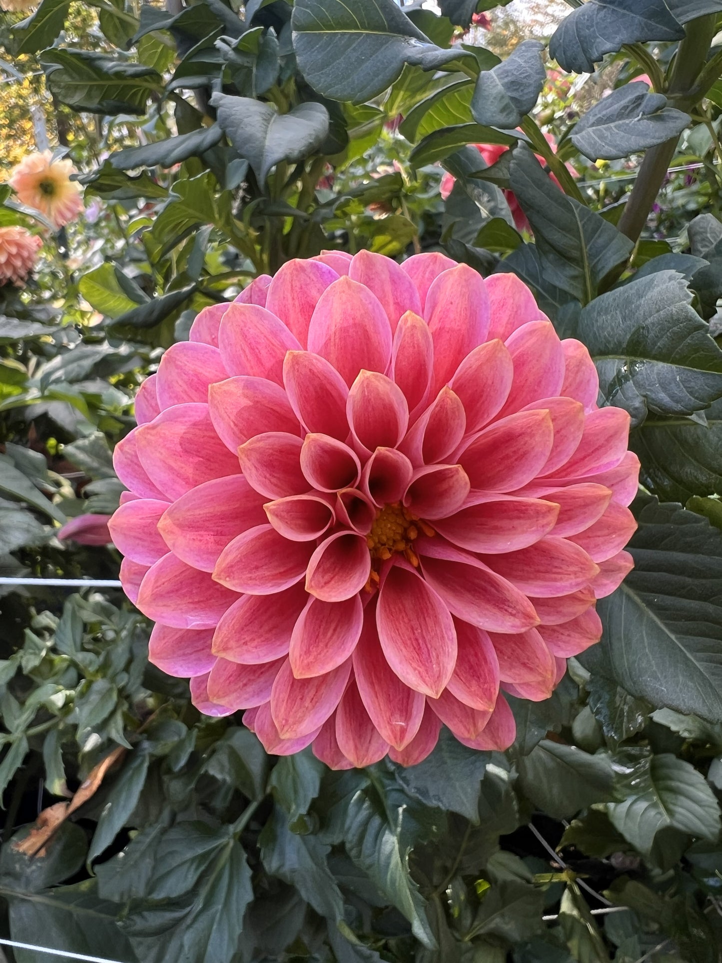 KA's Rosie Jo