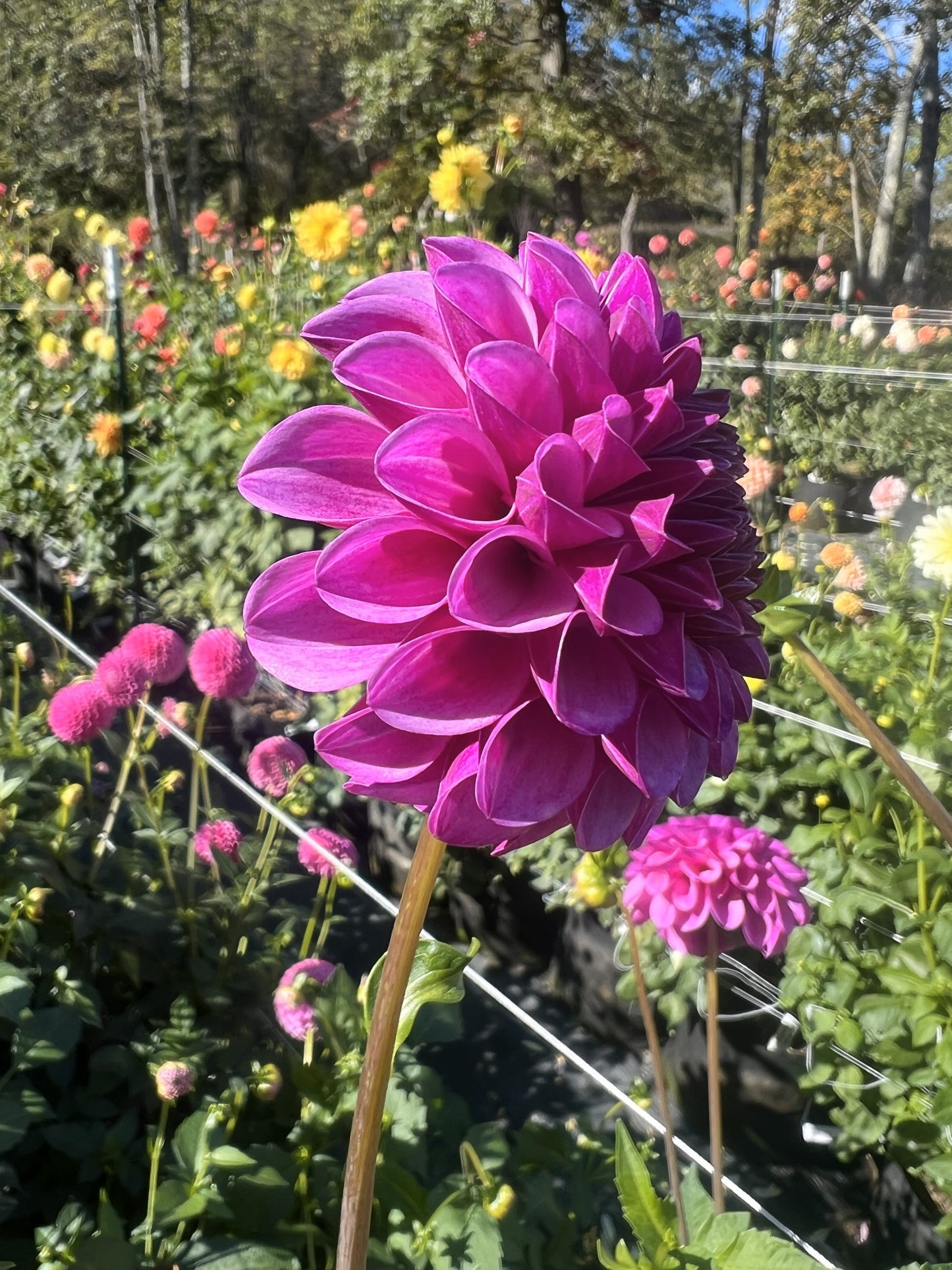 Mary's Munns
