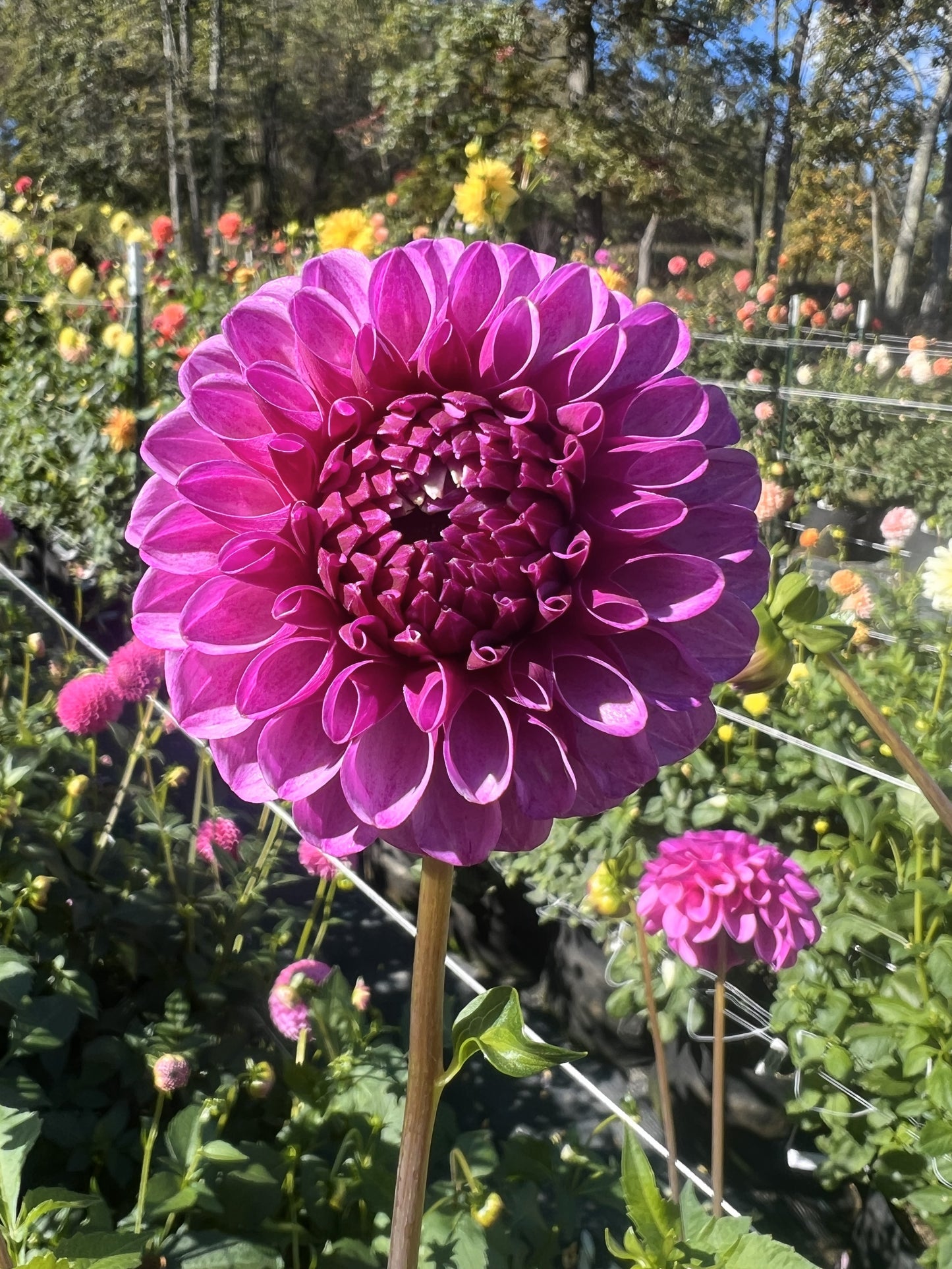 Mary's Munns