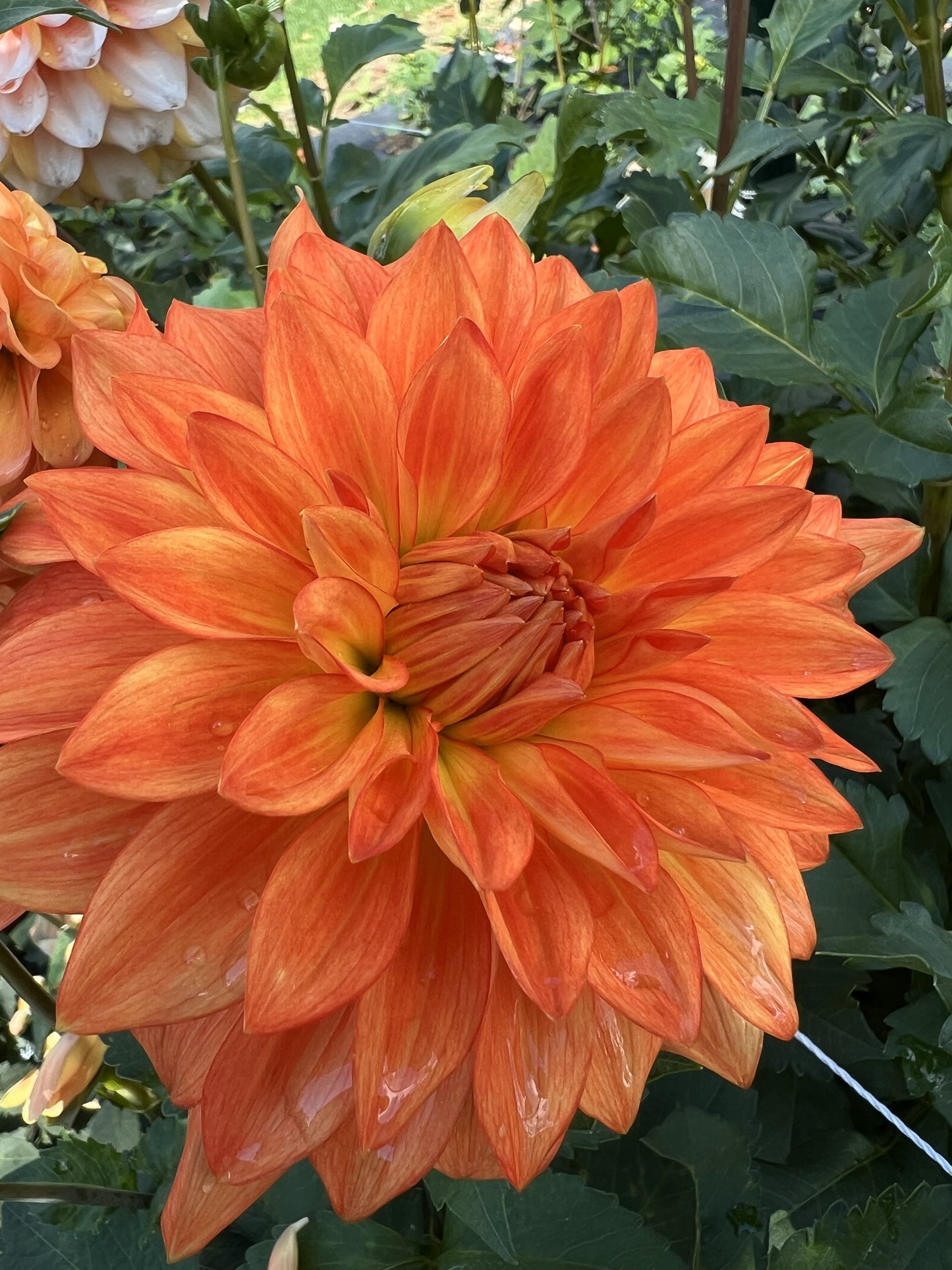 Neon Splendor