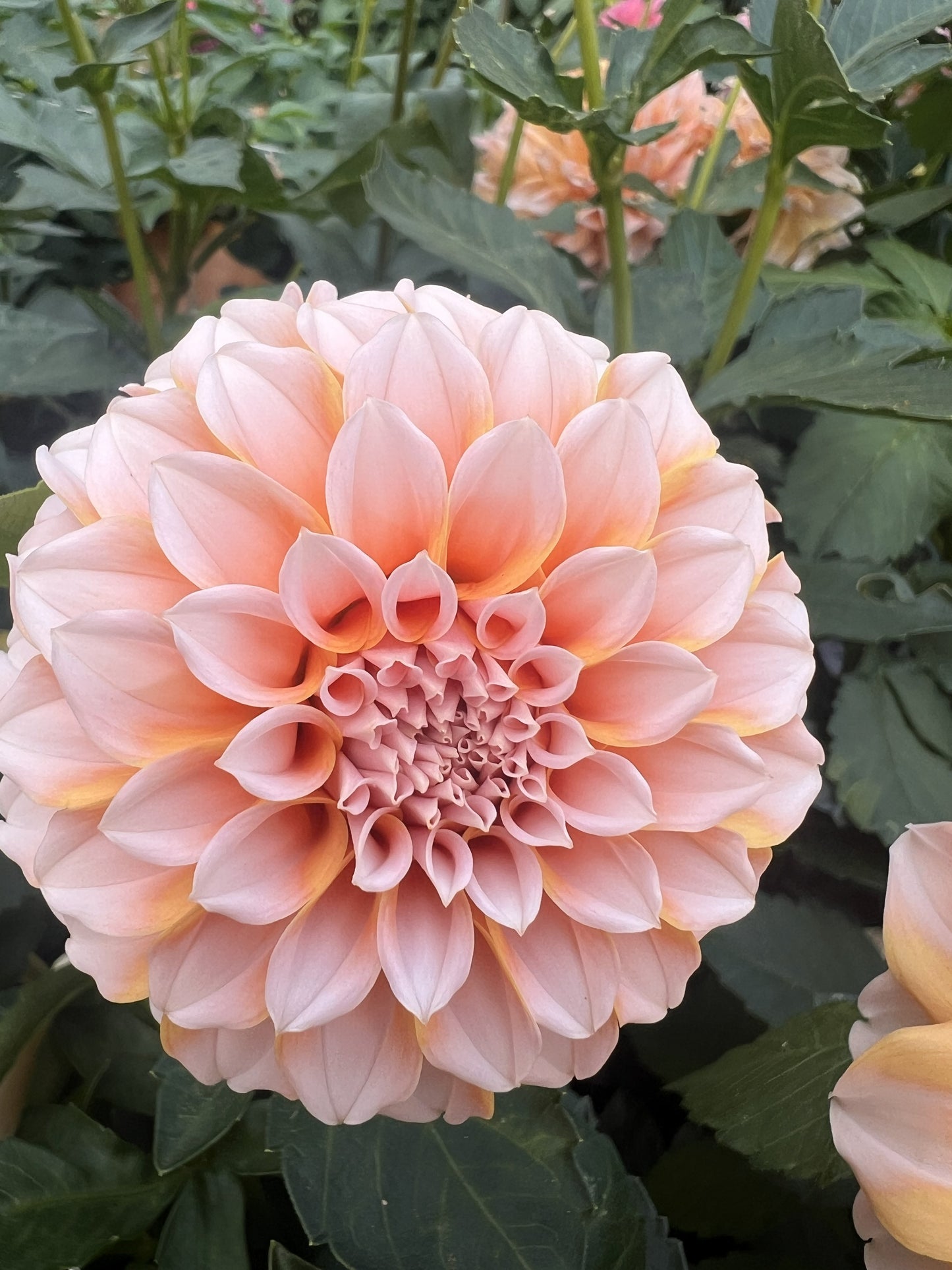 Peaches n Cream
