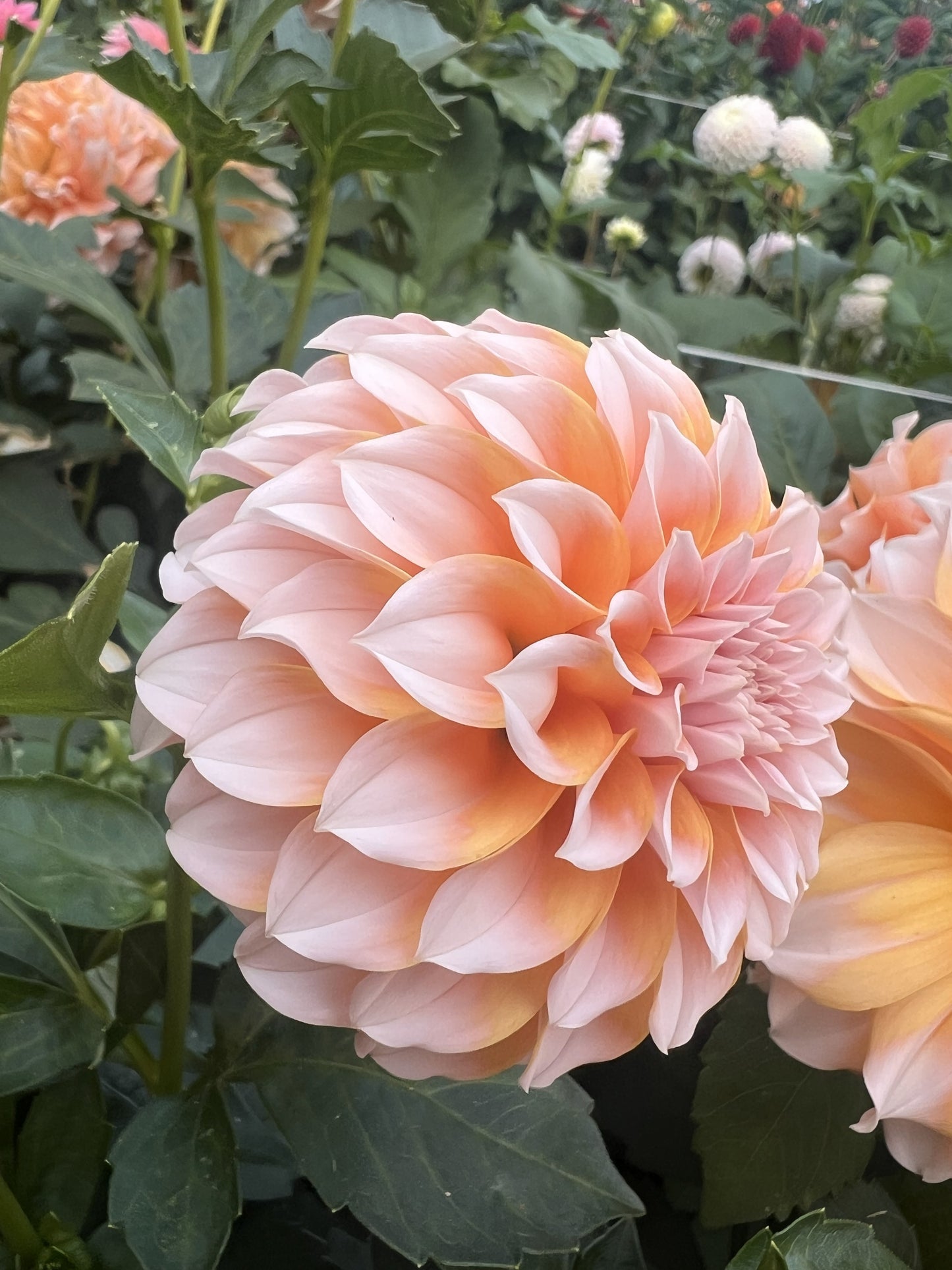 Peaches n Cream