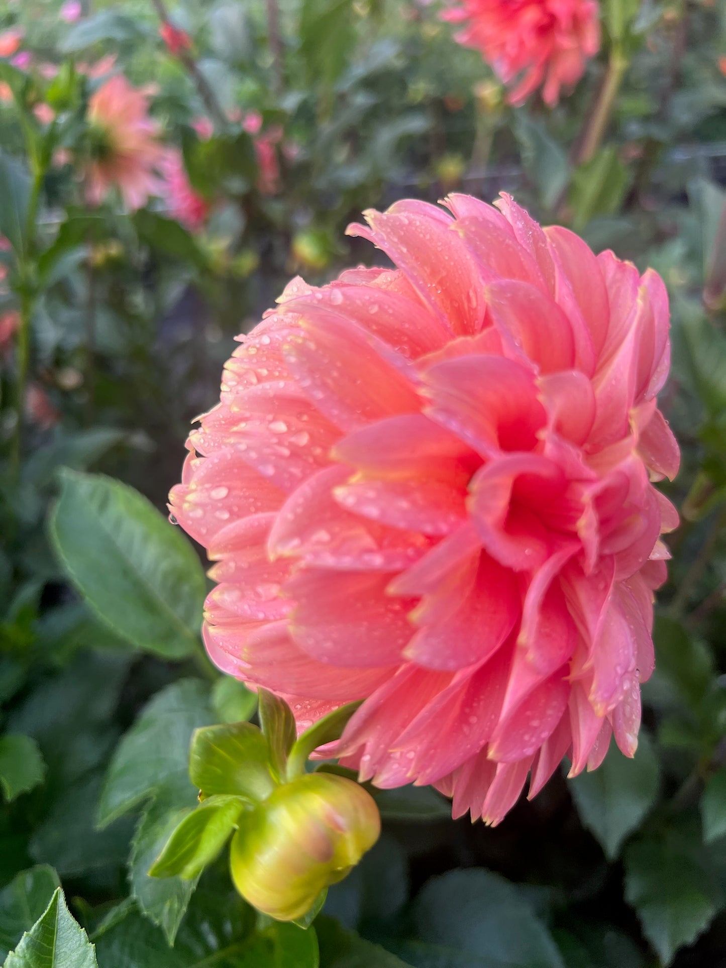 Peachy Parade