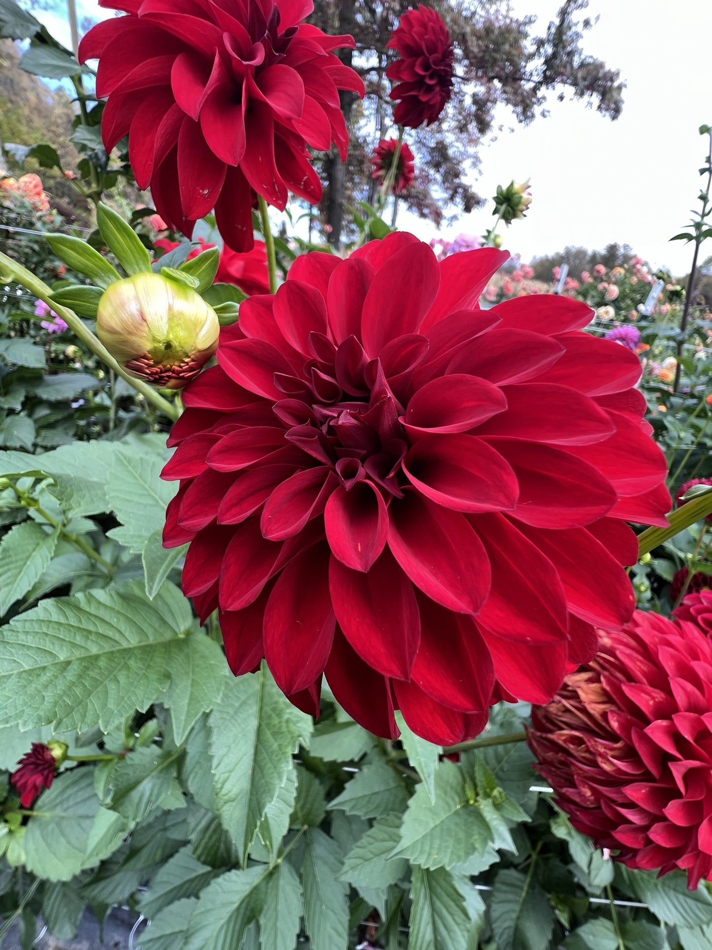 River's Cherry Bomb