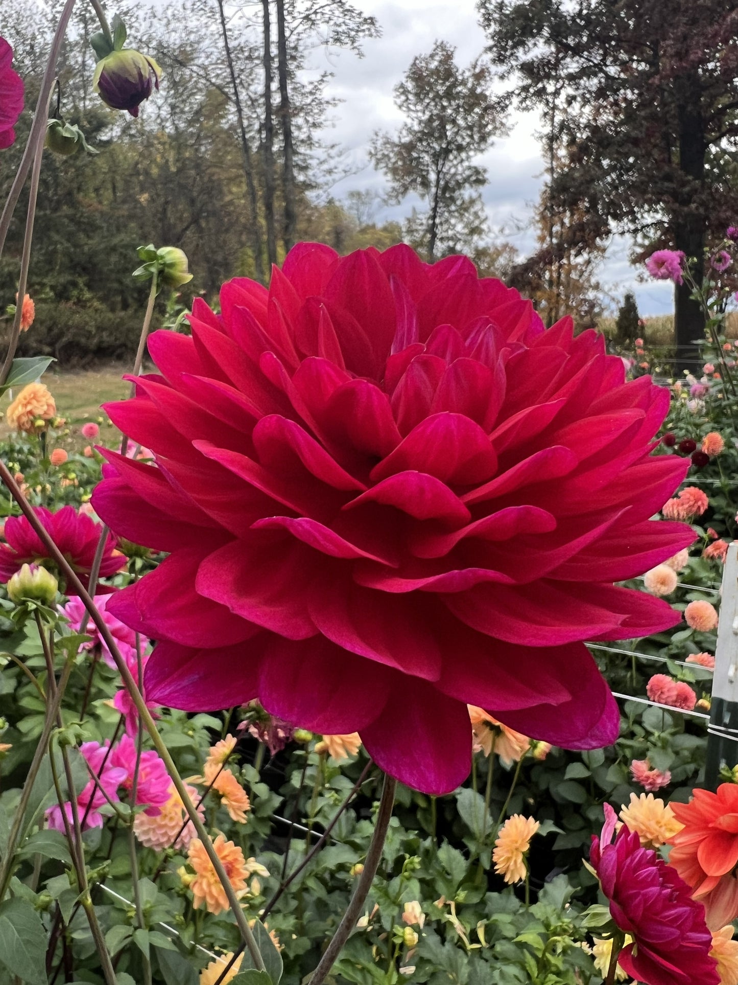 Sandia Bertha
