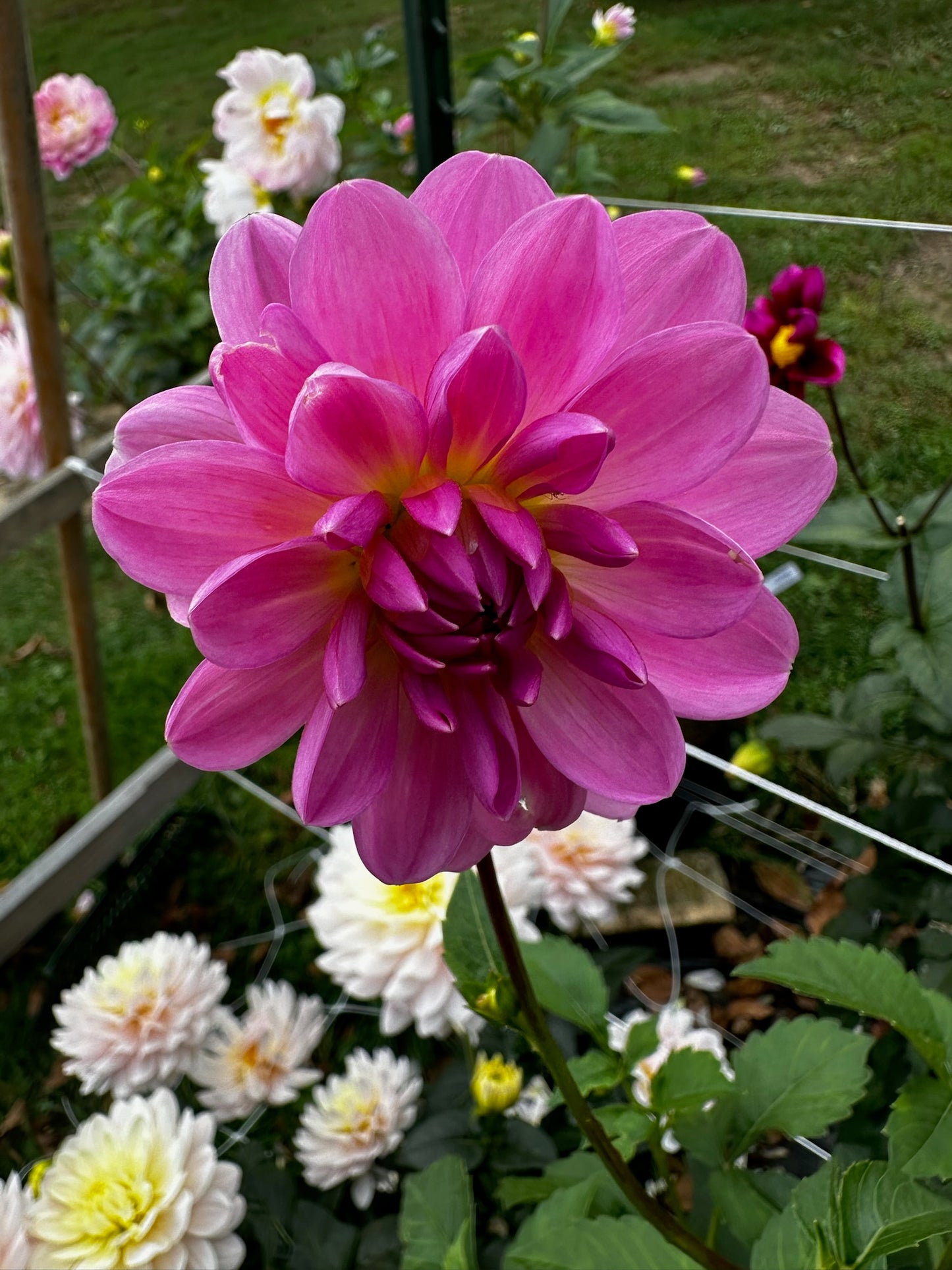 Sandia Flirt