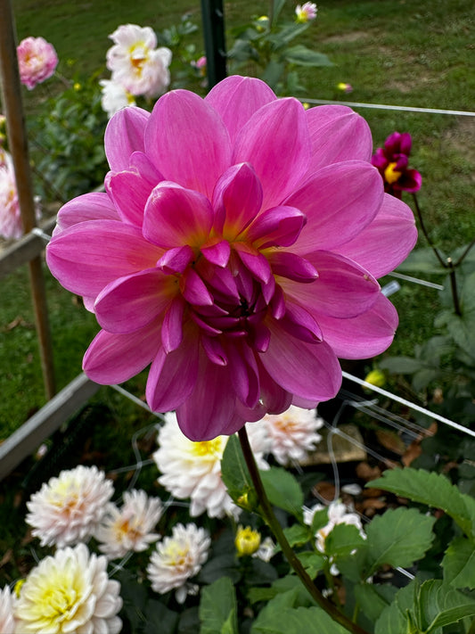Sandia Flirt