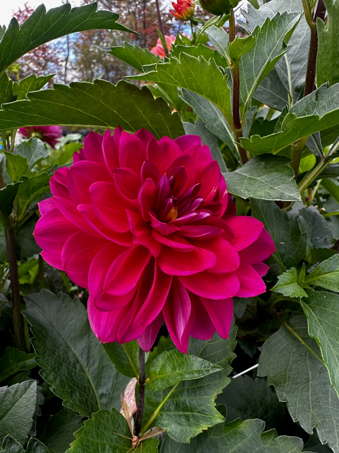 Sandia Nocturn