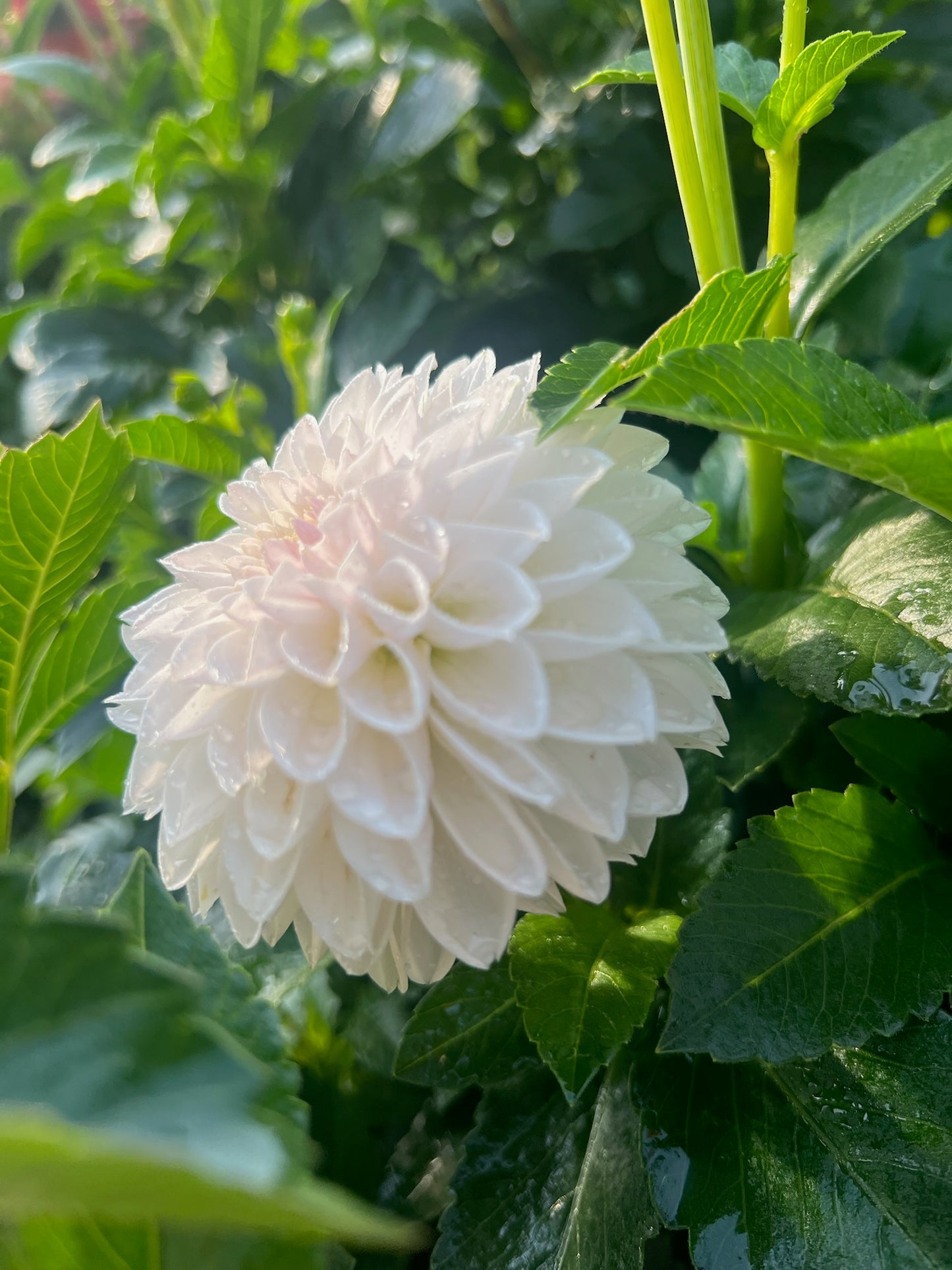 Shiori